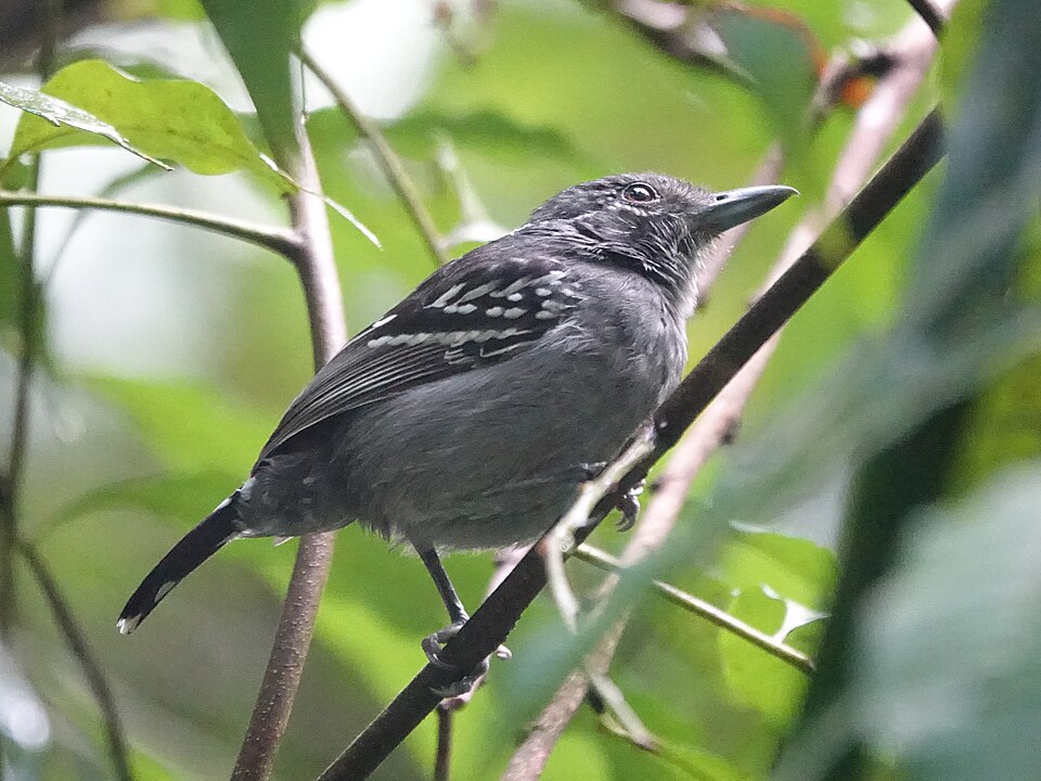 点击放大 西蓝灰蚁鵙(Thamnophilus atrinucha)