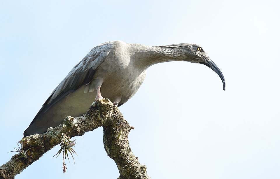 点击放大 铅色鹮(Theristicus caerulescens)
