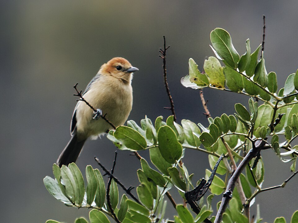 点击放大 黄腹灰背雀(Thlypopsis inornata)