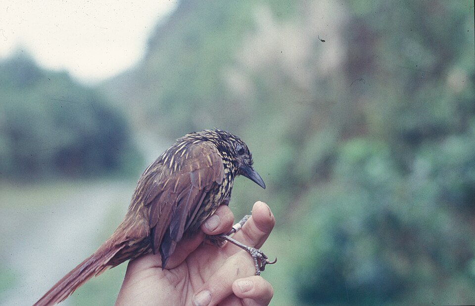 点击放大 火红树猎雀(Thripadectes flammulatus)
