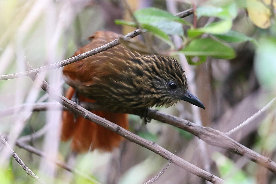 点击放大 黄喉树猎雀(Thripadectes scrutator)