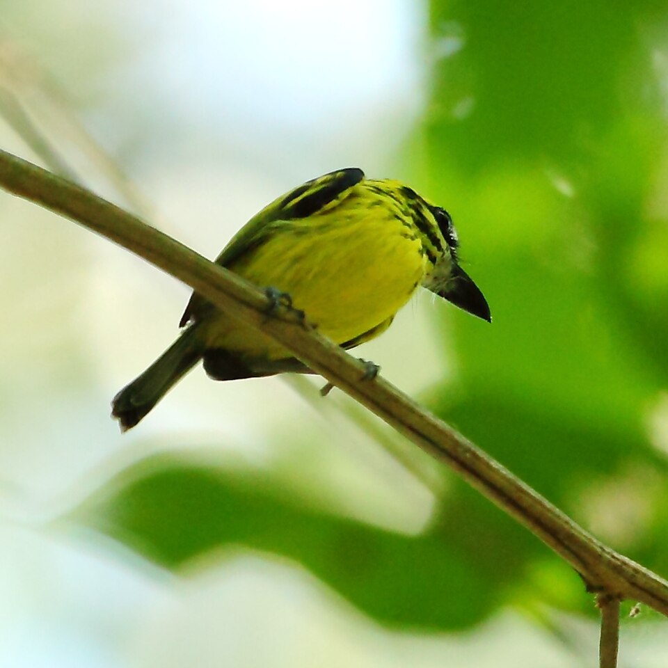 点击放大 黄眉哑霸鹟(Todirostrum chrysocrotaphum)