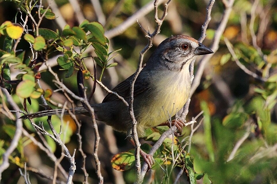点击放大 萨帕塔鹀(Torreornis inexpectata)