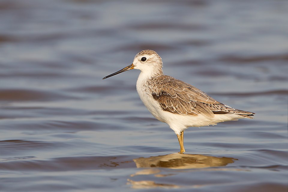 点击放大 泽鹬(Tringa stagnatilis)