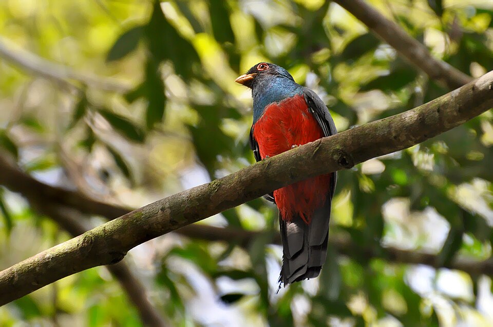 点击放大 黑尾美洲咬鹃(Trogon melanurus)