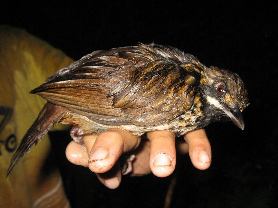 点击放大 黑喉鹪鹛(Turdinus atrigularis)