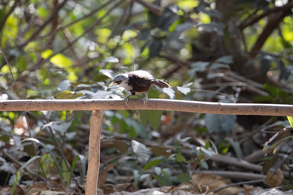 点击放大 斗蓬鹛(Turdoides atripennis)