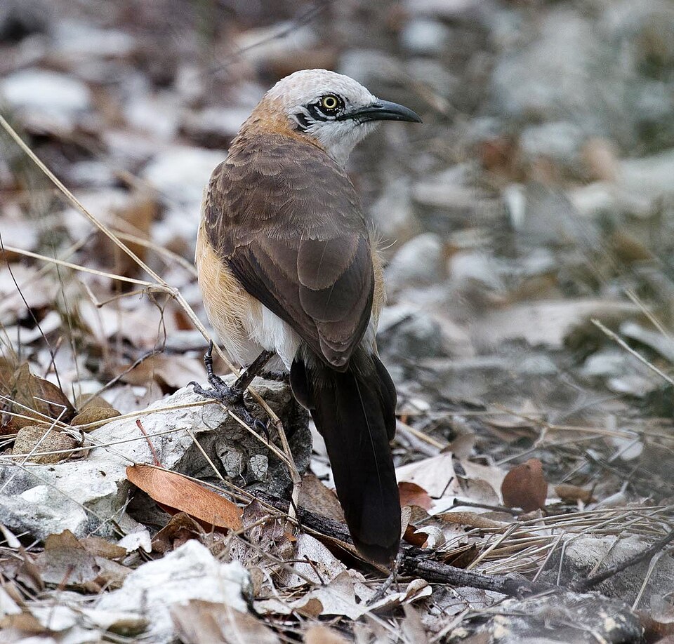 点击放大 裸颊鸫鹛(Turdoides gymnogenys)