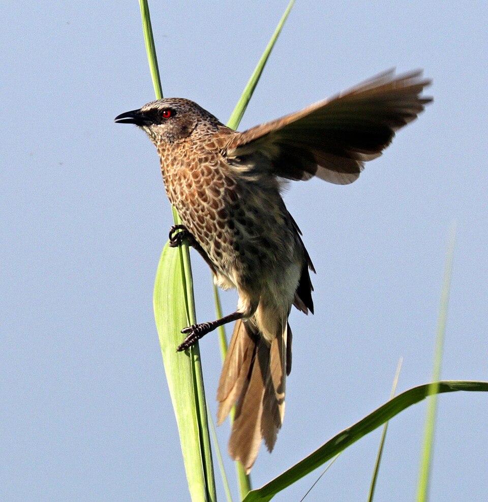 点击放大 安哥拉鸫鹛(Turdoides hartlaubii)