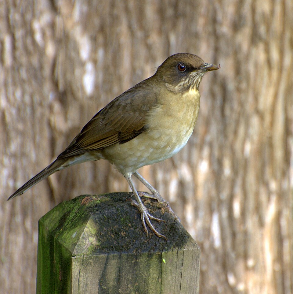 点击放大 淡腹鸫(Turdus amaurochalinus)