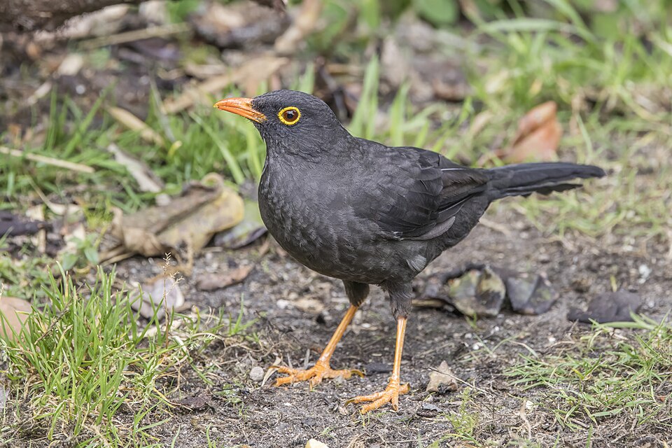 点击放大 大棕鸫(Turdus fuscater)