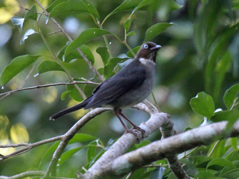 点击放大 白眼鸫(Turdus jamaicensis)