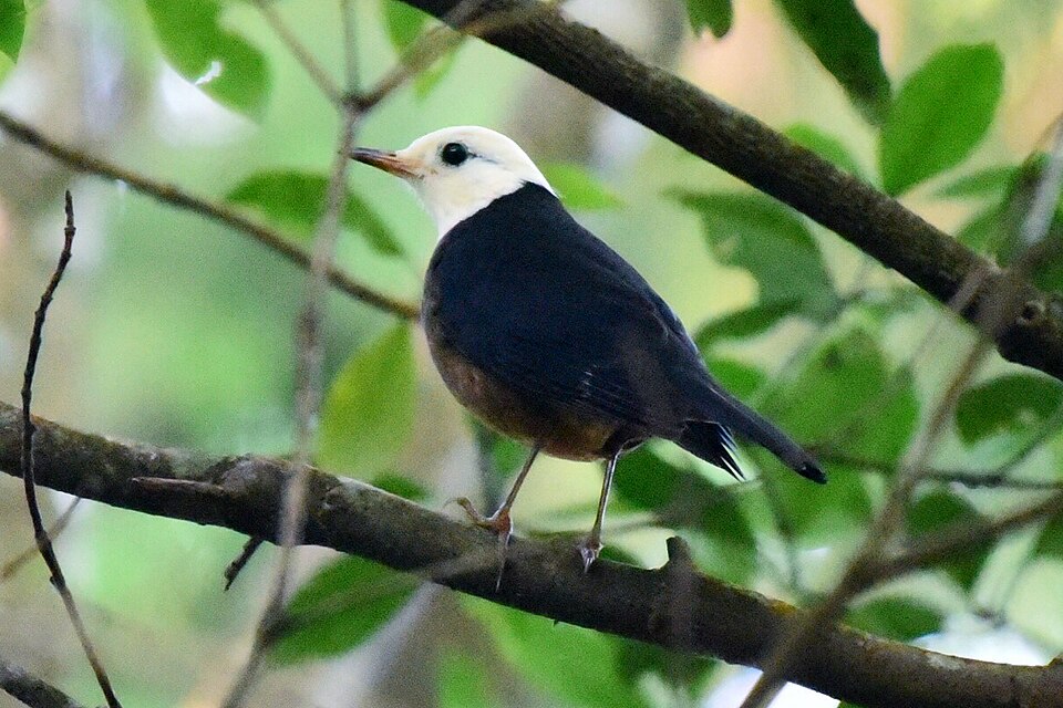 点击放大 白头鸫(Turdus niveiceps)