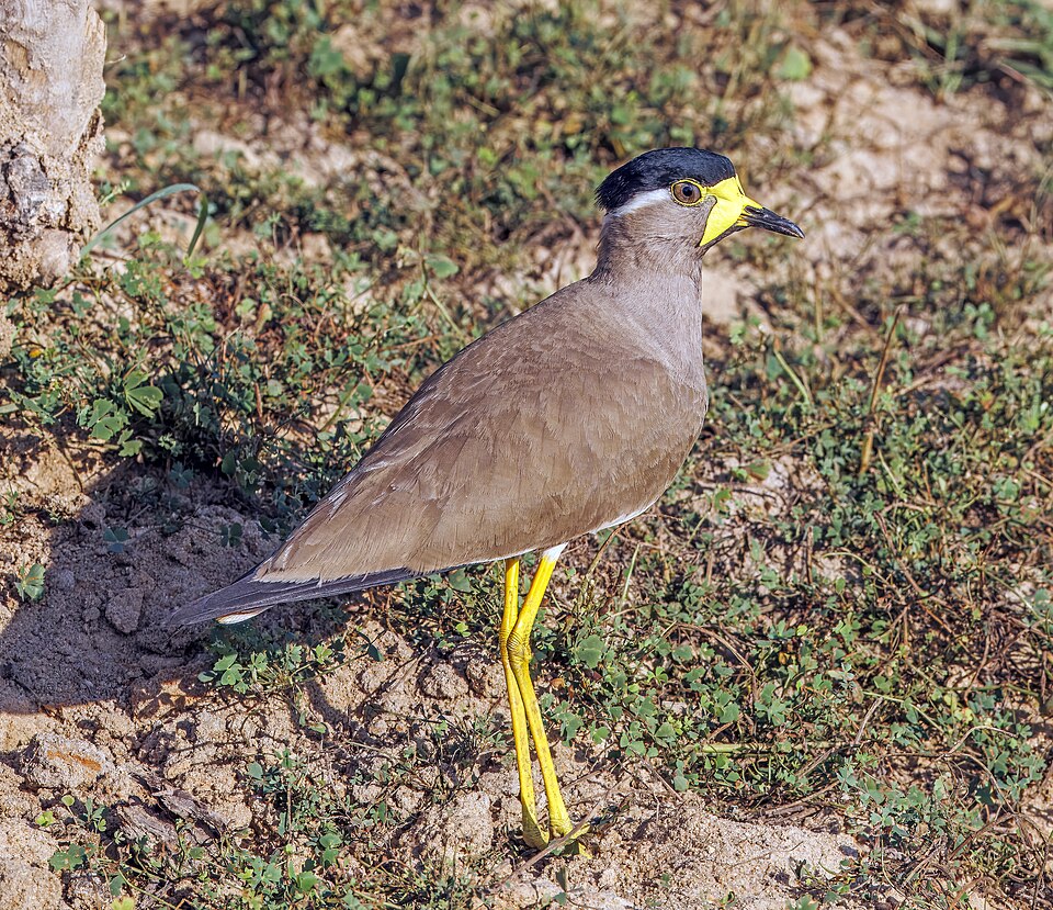 点击放大 黄垂麦鸡(Vanellus malabaricus)