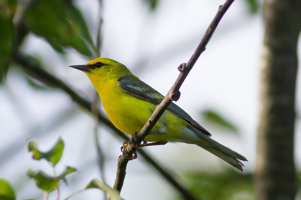 点击放大 蓝翅虫森莺(Vermivora cyanoptera)