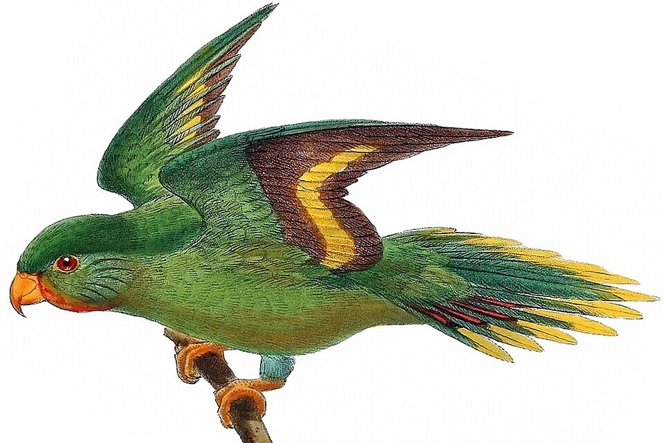 点击放大 红颏鹦鹉(Vini rubrigularis)