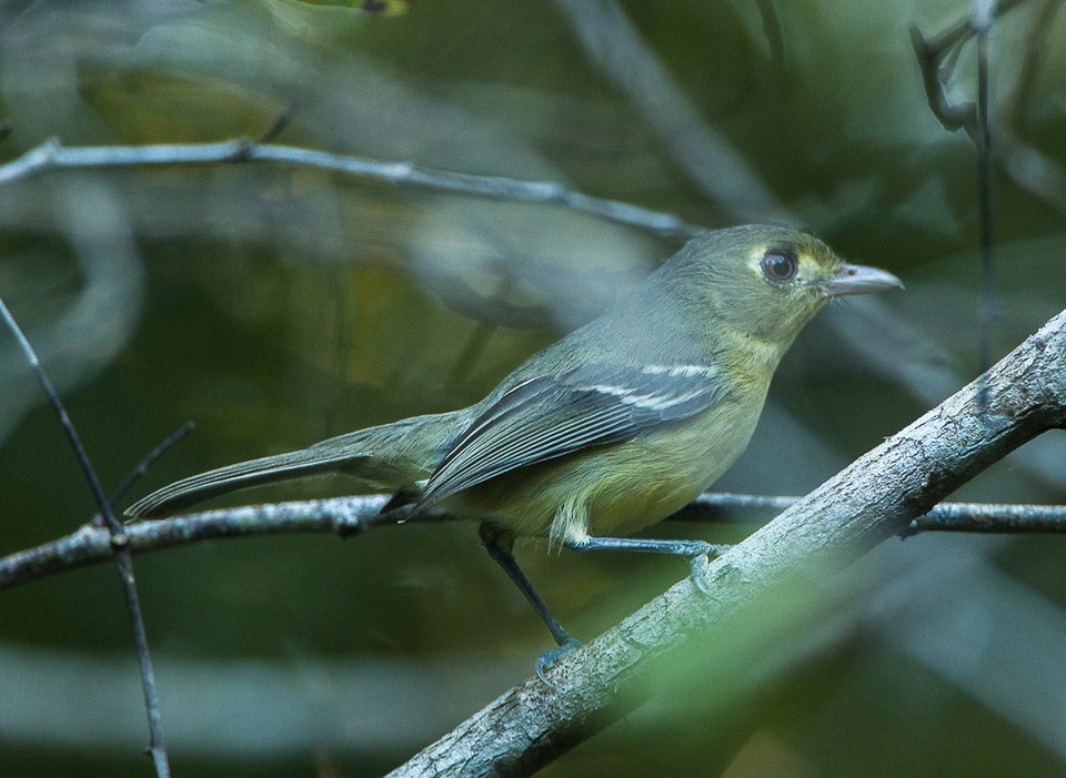 点击放大 古巴莺雀(Vireo gundlachii)