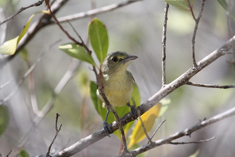 点击放大 红树莺雀(Vireo pallens)