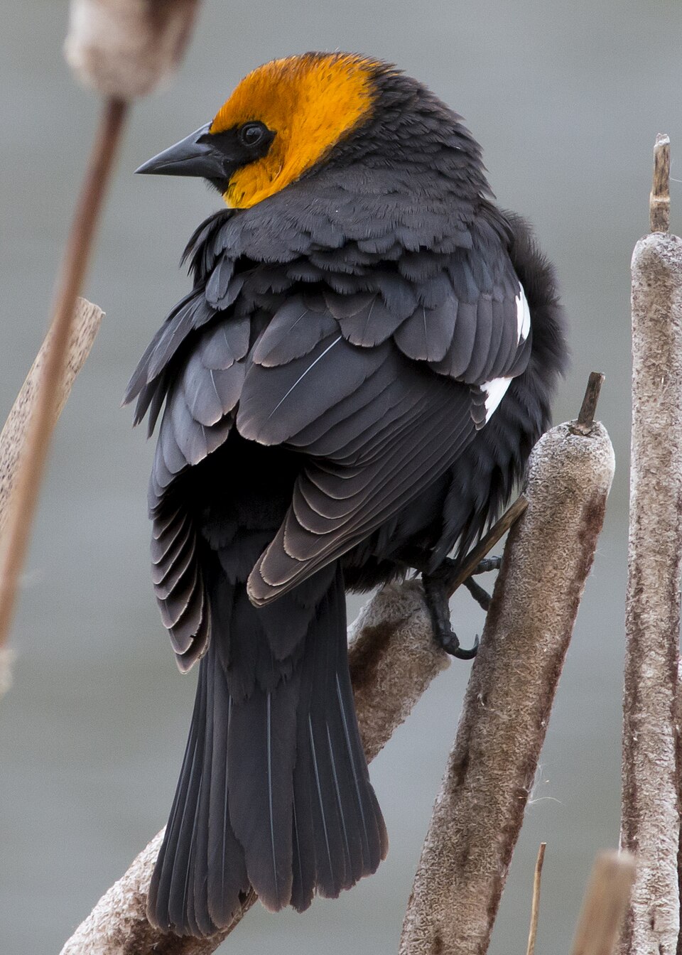 点击放大 黄头黑鹂(Xanthocephalus xanthocephalus)
