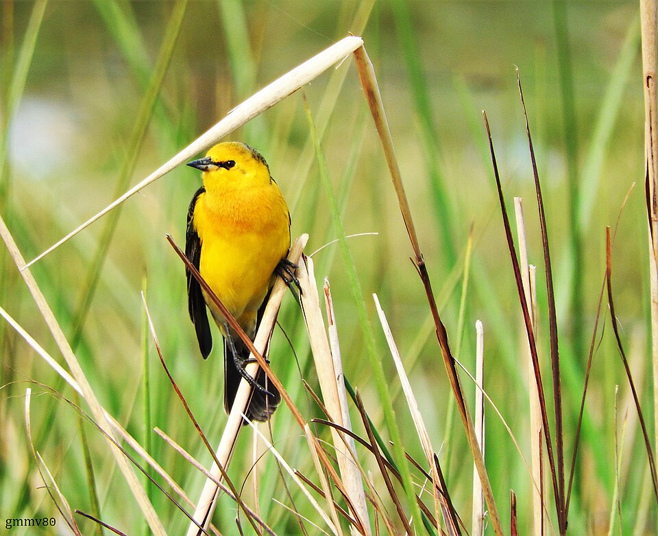 点击放大 橙头黑鹂(Xanthopsar flavus)