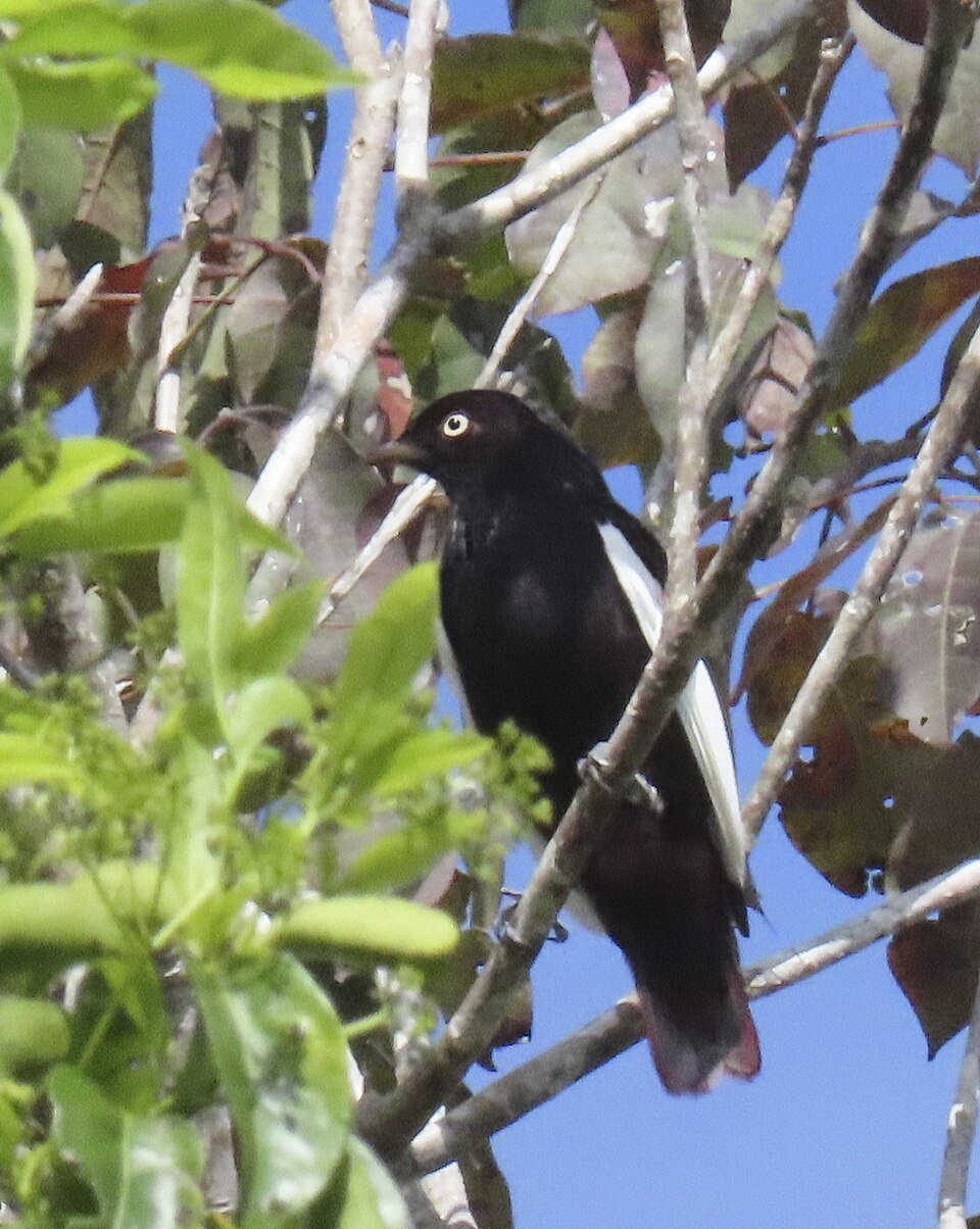 点击放大 白翅伞鸟(Xipholena atropurpurea)