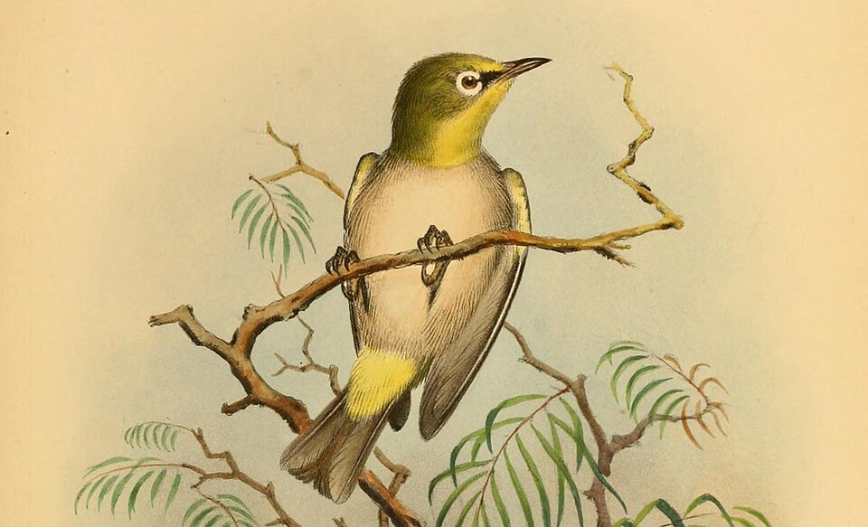 点击放大 莫岛绣眼鸟(Zosterops comorensis)