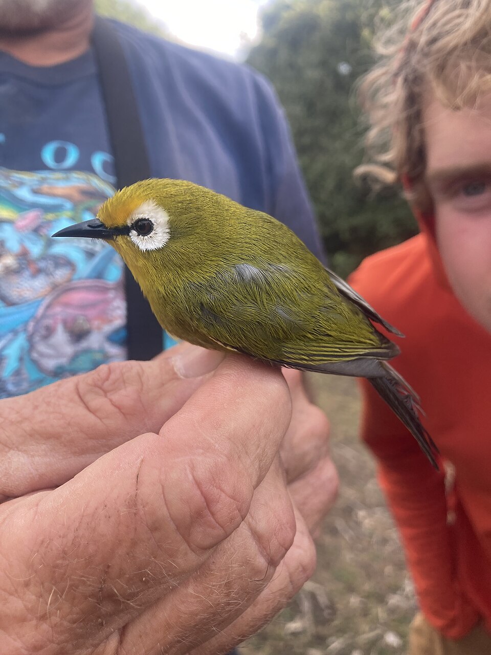 点击放大 坦桑尼亚绣眼鸟(Zosterops mbuluensis)