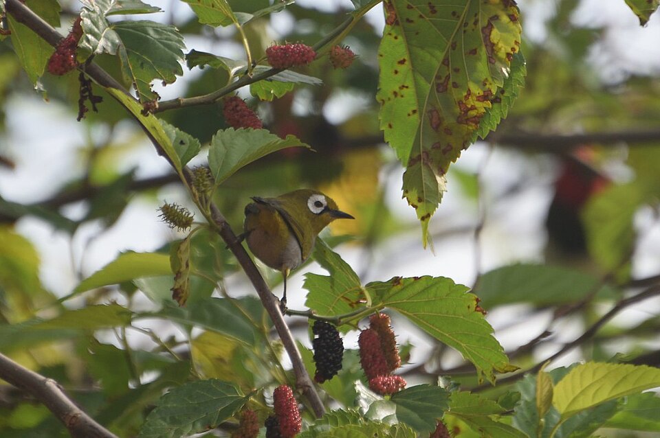 点击放大 绿额环绣眼鸟(Zosterops silvanus)